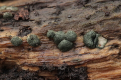 Trichoderma lixii