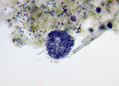 Lamprocystis