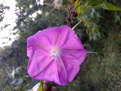 Ipomoea dumosa