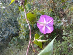Ipomoea dumosa