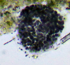 Lamprocystis