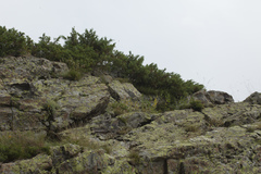 Juniperus communis hemisphaerica