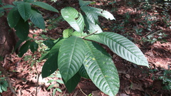 Magnoliopsida