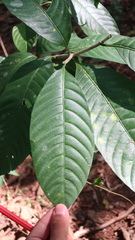 Magnoliopsida