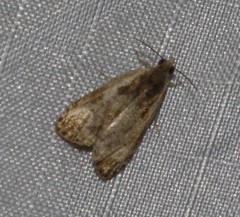 Olethreutes punctanum