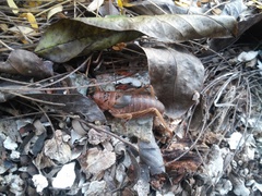 Nesoecia insignis