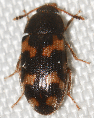Mycetophagus obsoletus