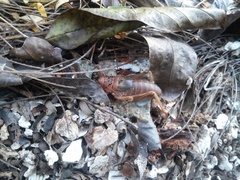 Nesoecia insignis