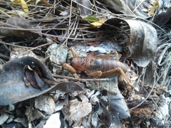 Nesoecia insignis
