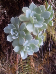Echeveria secunda