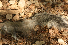 Sciurus aberti barberi
