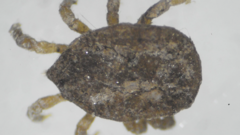 Argasidae