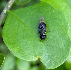 Isomerocera quadrilineata