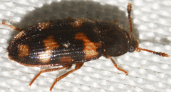 Mycetophagus obsoletus