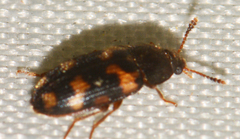 Mycetophagus obsoletus