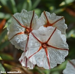Acantholimon androsaceum