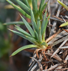 Acantholimon androsaceum