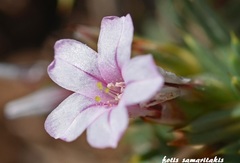 Acantholimon androsaceum