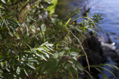 Muhlenbergia sylvatica