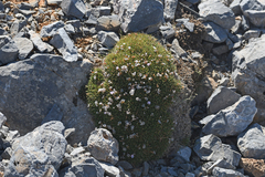 Acantholimon androsaceum