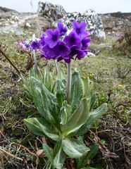 Primula macrophylla