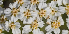 Achillea cretica