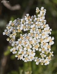 Achillea cretica
