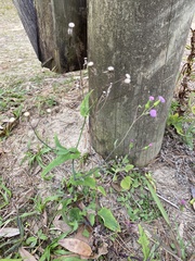 Emilia sonchifolia image