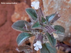 Clinopodium nanum