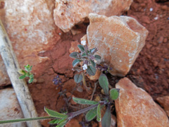 Clinopodium nanum