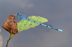 Enallagma doubledayi