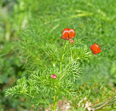 Adonis microcarpa