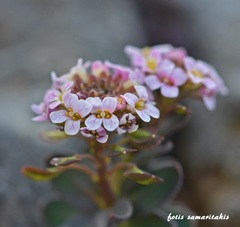 Aethionema saxatile creticum