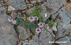 Aethionema saxatile creticum