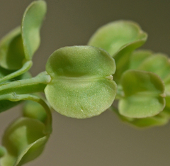 Aethionema saxatile creticum