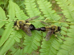 Laphria sacrator