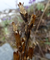 Primula macrophylla