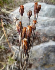 Primula macrophylla