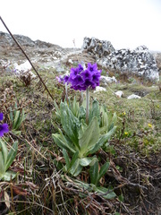 Primula macrophylla