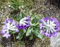 Primula macrophylla