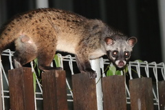 Paradoxurus musangus