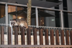 Paradoxurus musangus