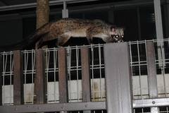 Paradoxurus musangus