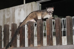 Paradoxurus musangus