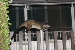 Paradoxurus musangus