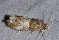 Notocelia rosaecolana