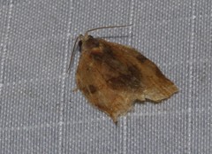 Choristoneura fractivittana