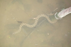 Cerberus schneiderii