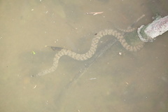 Cerberus schneiderii