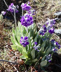 Primula macrophylla